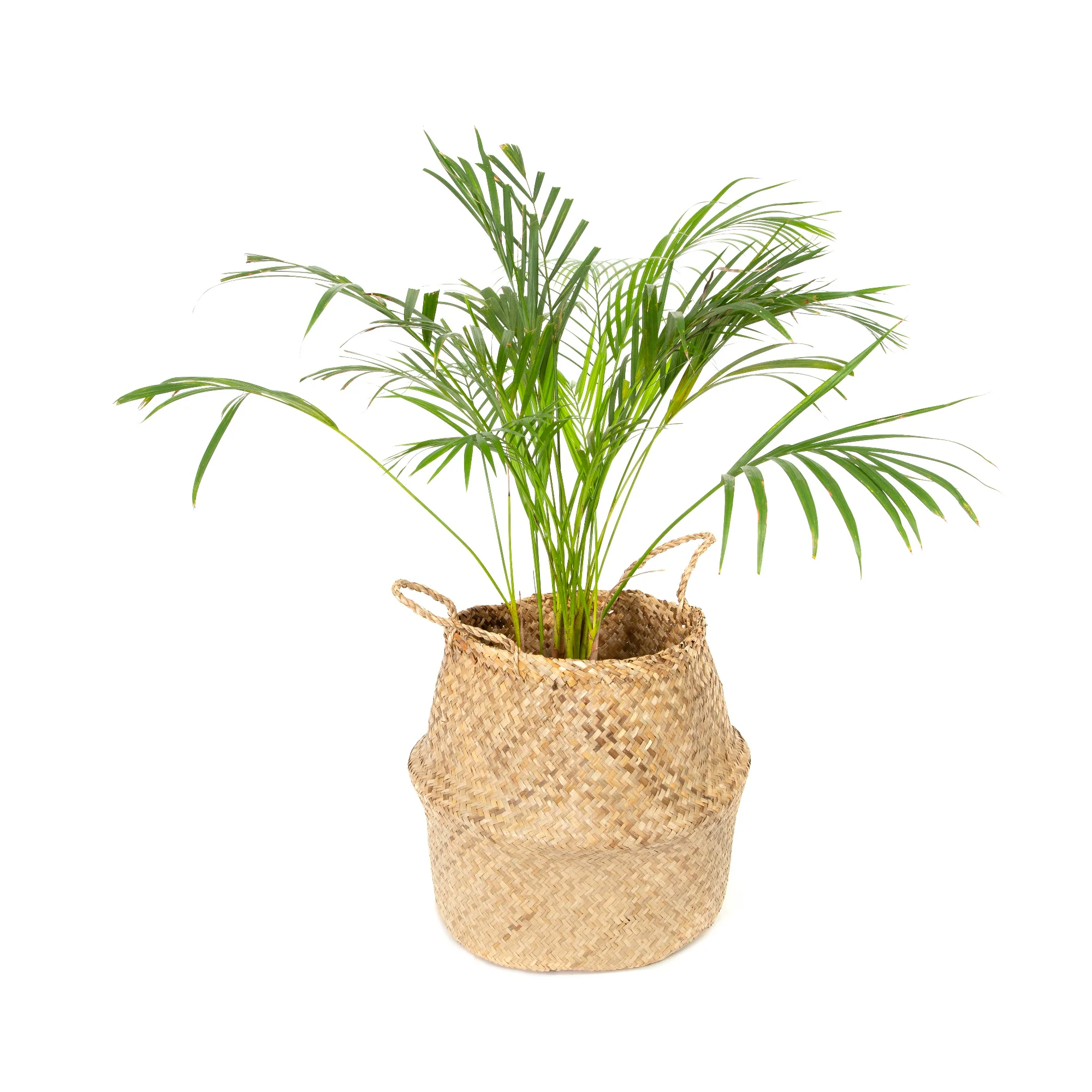 Image du produit 19