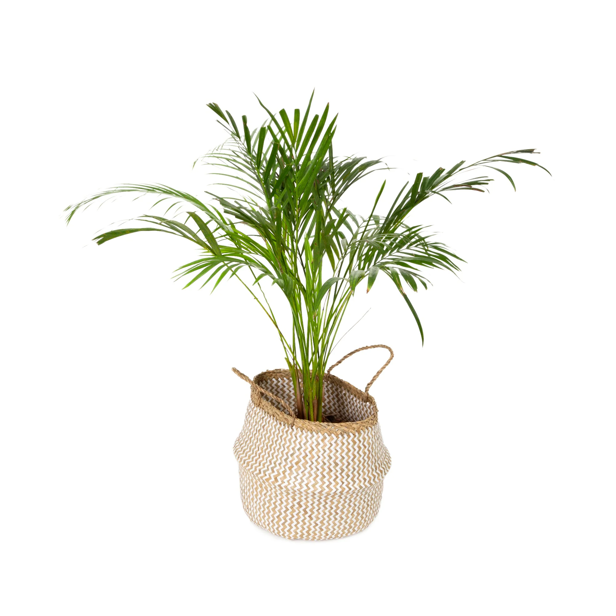 Image du produit 8
